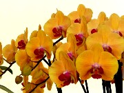 067  beautiful orchids.JPG